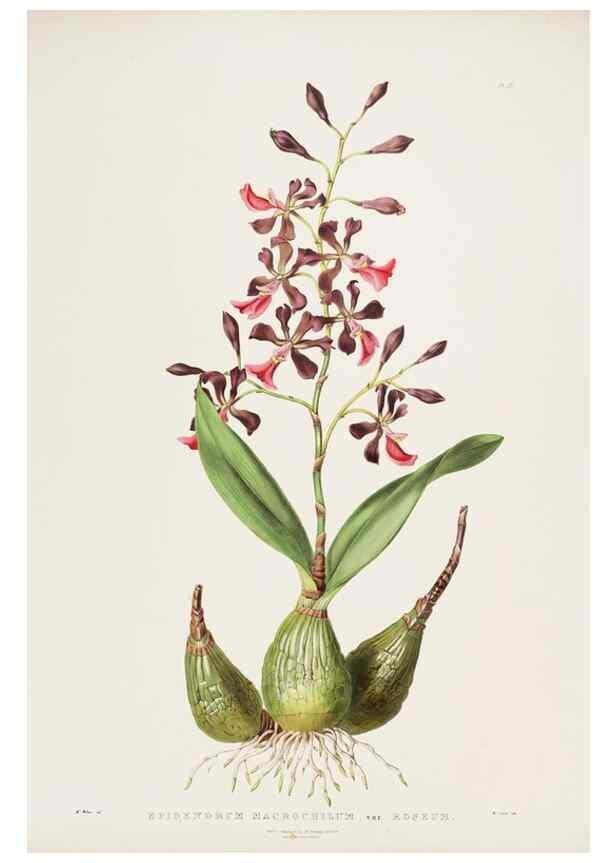 Reproducción/Reproduction 7160270505: The Orchidaceae of Mexico and Guatemala.. London :Ridgway,[1837-1843]