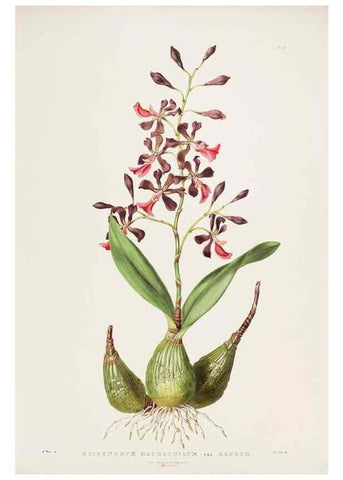 Reproducción/Reproduction 7160270505: The Orchidaceae of Mexico and Guatemala.. London :Ridgway,[1837-1843]