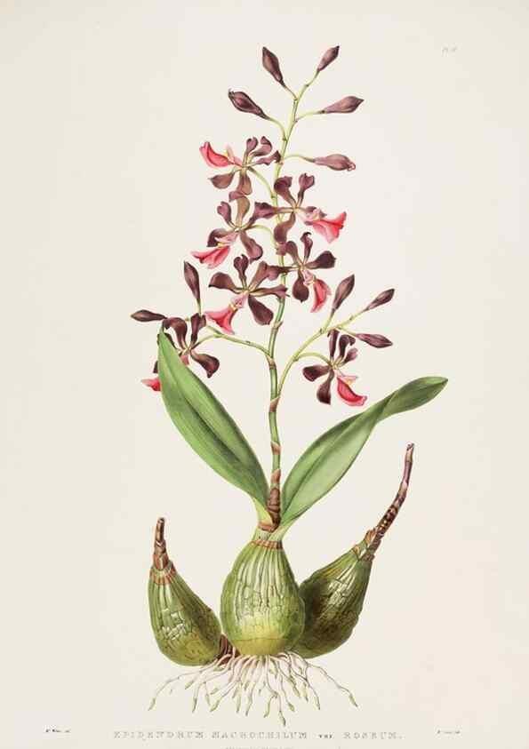 Reproducción/Reproduction 7160270505: The Orchidaceae of Mexico and Guatemala.. London :Ridgway,[1837-1843]