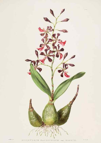 Reproducción/Reproduction 7160270505: The Orchidaceae of Mexico and Guatemala.. London :Ridgway,[1837-1843]