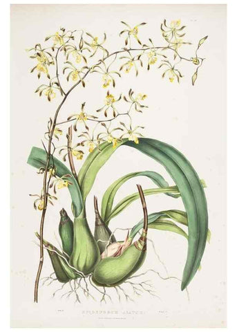 Reproducción/Reproduction 7345479728: The Orchidaceae of Mexico and Guatemala.. London :Ridgway,[1837-1843]