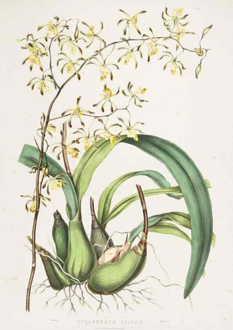 Reproducción/Reproduction 7345479728: The Orchidaceae of Mexico and Guatemala.. London :Ridgway,[1837-1843]