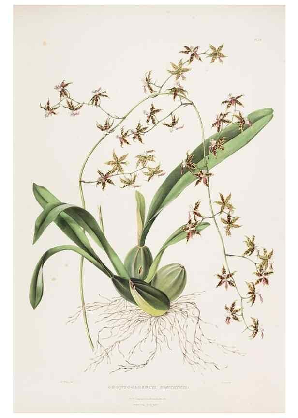 Reproducción/Reproduction 7160272497: The Orchidaceae of Mexico and Guatemala.. London :Ridgway,[1837-1843]