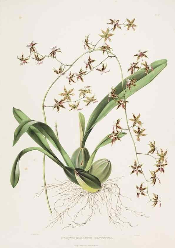 Reproducción/Reproduction 7160272497: The Orchidaceae of Mexico and Guatemala.. London :Ridgway,[1837-1843]