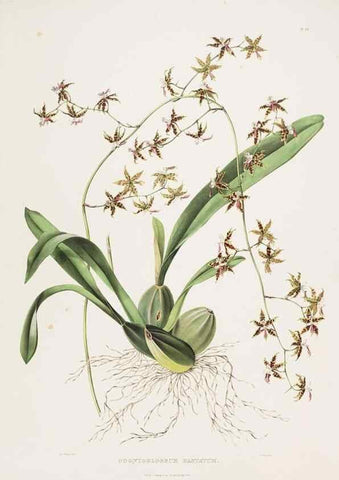 Reproducción/Reproduction 7160272497: The Orchidaceae of Mexico and Guatemala.. London :Ridgway,[1837-1843]
