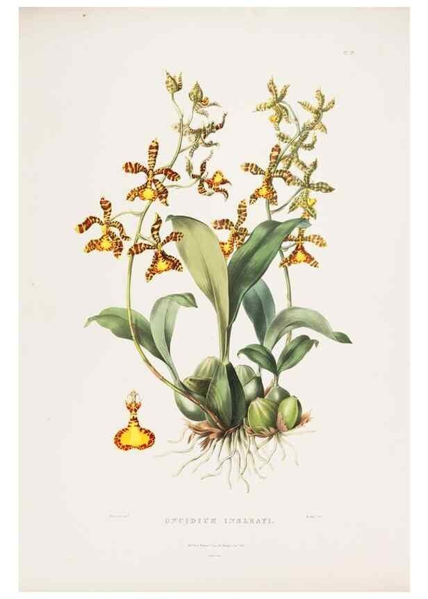 Reproducción/Reproduction 7160273287: The Orchidaceae of Mexico and Guatemala.. London :Ridgway,[1837-1843]