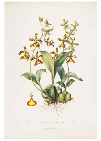 Reproducción/Reproduction 7160273287: The Orchidaceae of Mexico and Guatemala.. London :Ridgway,[1837-1843]