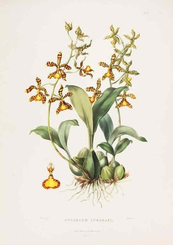 Reproducción/Reproduction 7160273287: The Orchidaceae of Mexico and Guatemala.. London :Ridgway,[1837-1843]