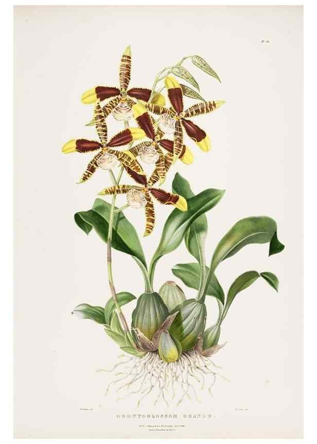 Reproducción/Reproduction 7160275681: The Orchidaceae of Mexico and Guatemala.. London :Ridgway,[1837-1843]