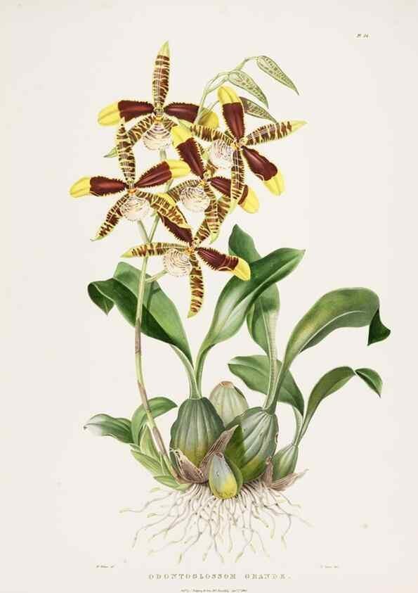 Reproducción/Reproduction 7160275681: The Orchidaceae of Mexico and Guatemala.. London :Ridgway,[1837-1843]