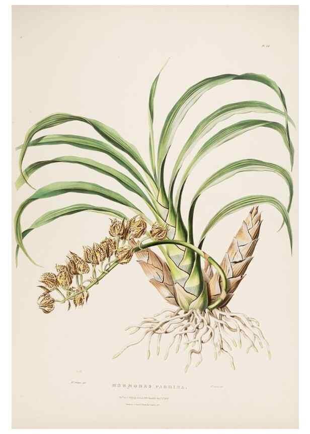 Reproducción/Reproduction 7160268621: The Orchidaceae of Mexico and Guatemala.. London :Ridgway,[1837-1843]