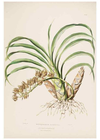 Reproducción/Reproduction 7160268621: The Orchidaceae of Mexico and Guatemala.. London :Ridgway,[1837-1843]