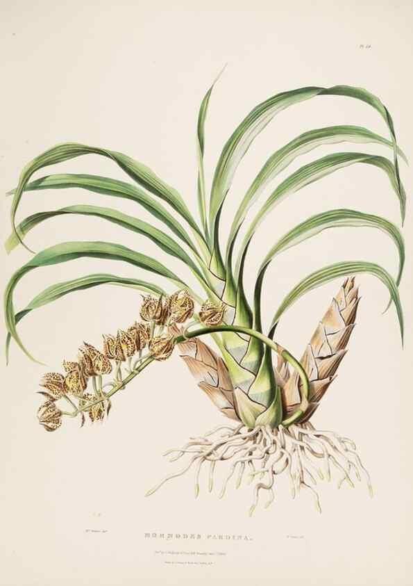 Reproducción/Reproduction 7160268621: The Orchidaceae of Mexico and Guatemala.. London :Ridgway,[1837-1843]