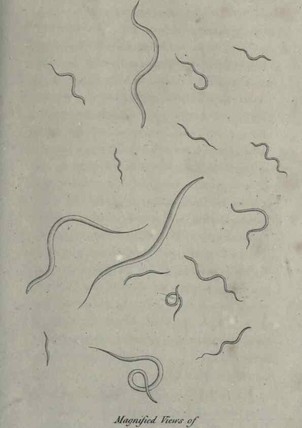 Reproducción/Reproduction 7344951518: Zoological lectures delivered at the Royal Institution. London,Kearsley,1809.