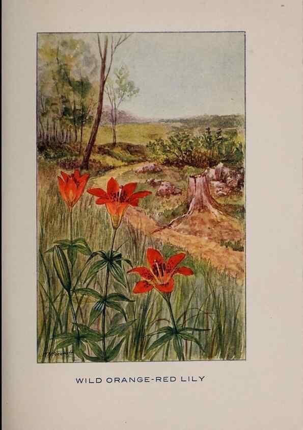 Reproducción/Reproduction 7348217780: Fifty flower friends with familiar faces,. Boston,Lothrop, Lee & Shepard co.[1907]