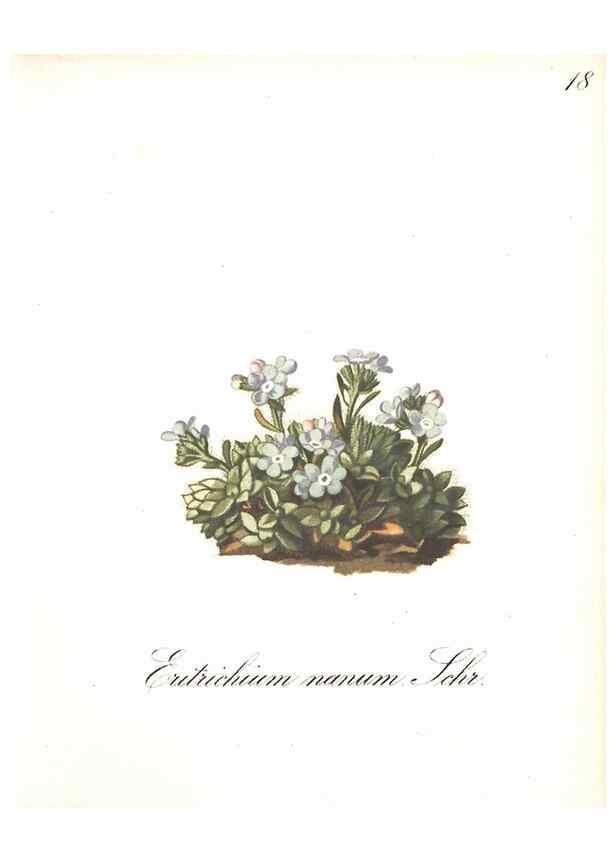 Reproducción/Reproduction 7348747406: Die Alpenpflanzen nach der Natur gemalt /. Prag :F. Tempsky,1879-1884.