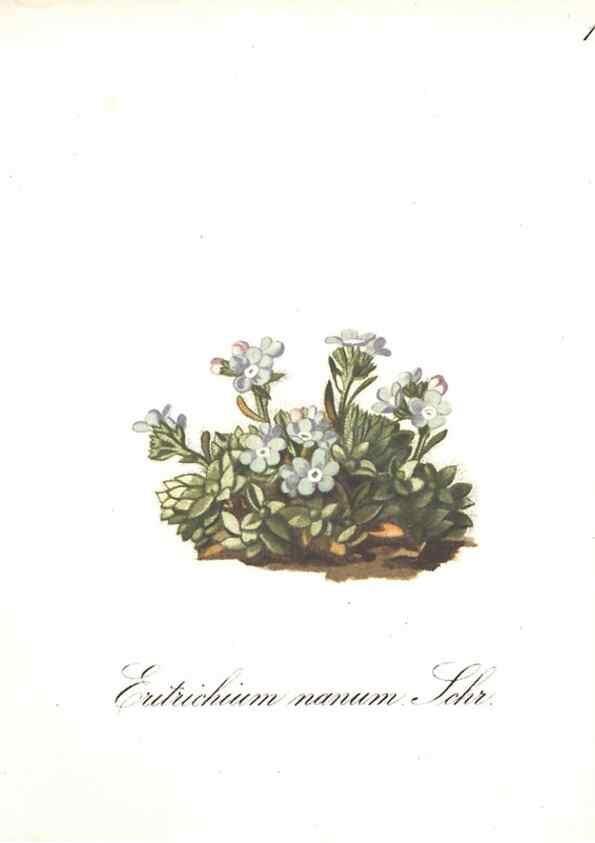 Reproducción/Reproduction 7348747406: Die Alpenpflanzen nach der Natur gemalt /. Prag :F. Tempsky,1879-1884.