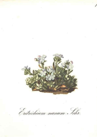 Reproducción/Reproduction 7348747406: Die Alpenpflanzen nach der Natur gemalt /. Prag :F. Tempsky,1879-1884.