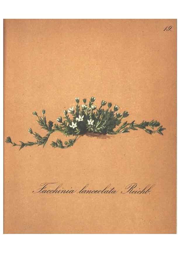 Reproducción/Reproduction 7348748338: Die Alpenpflanzen nach der Natur gemalt /. Prag :F. Tempsky,1879-1884.