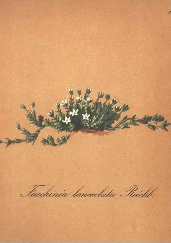 Reproducción/Reproduction 7348748338: Die Alpenpflanzen nach der Natur gemalt /. Prag :F. Tempsky,1879-1884.