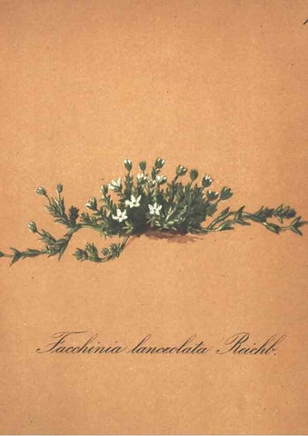 Reproducción/Reproduction 7348748338: Die Alpenpflanzen nach der Natur gemalt /. Prag :F. Tempsky,1879-1884.