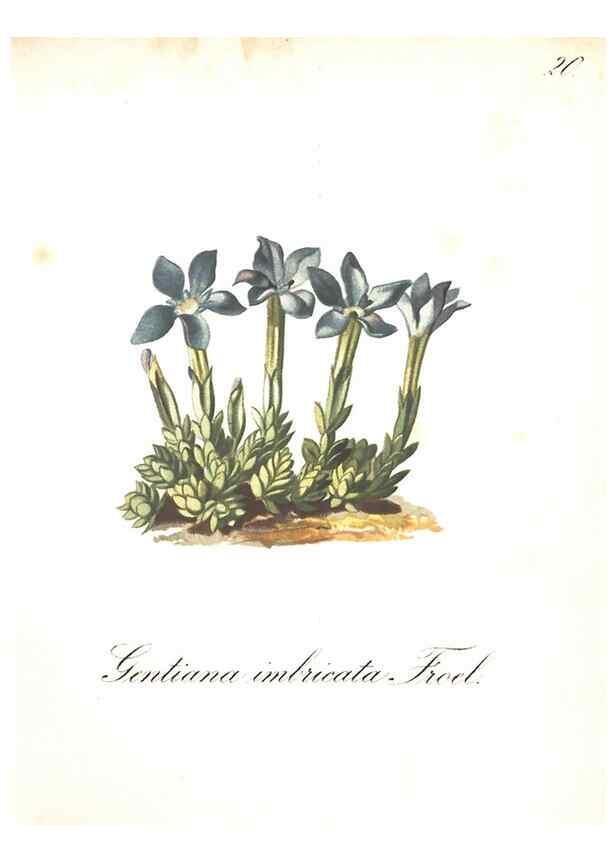Reproducción/Reproduction 7163538303: Die Alpenpflanzen nach der Natur gemalt /. Prag :F. Tempsky,1879-1884.