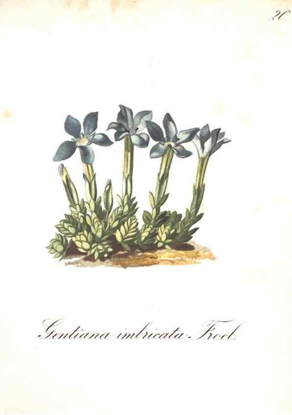 Reproducción/Reproduction 7163538303: Die Alpenpflanzen nach der Natur gemalt /. Prag :F. Tempsky,1879-1884.
