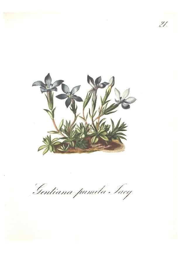 Reproducción/Reproduction 7163538827: Die Alpenpflanzen nach der Natur gemalt /. Prag :F. Tempsky,1879-1884.