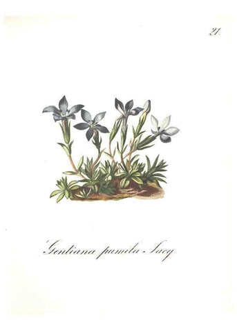 Reproducción/Reproduction 7163538827: Die Alpenpflanzen nach der Natur gemalt /. Prag :F. Tempsky,1879-1884.