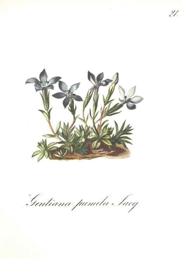 Reproducción/Reproduction 7163538827: Die Alpenpflanzen nach der Natur gemalt /. Prag :F. Tempsky,1879-1884.