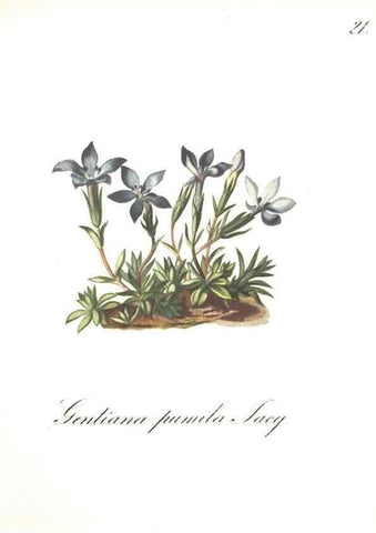 Reproducción/Reproduction 7163538827: Die Alpenpflanzen nach der Natur gemalt /. Prag :F. Tempsky,1879-1884.