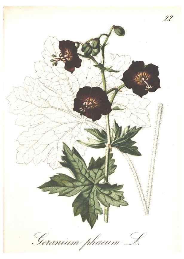 Reproducción/Reproduction 7163539291: Die Alpenpflanzen nach der Natur gemalt /. Prag :F. Tempsky,1879-1884.