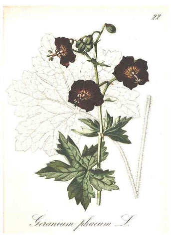Reproducción/Reproduction 7163539291: Die Alpenpflanzen nach der Natur gemalt /. Prag :F. Tempsky,1879-1884.