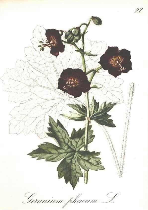 Reproducción/Reproduction 7163539291: Die Alpenpflanzen nach der Natur gemalt /. Prag :F. Tempsky,1879-1884.