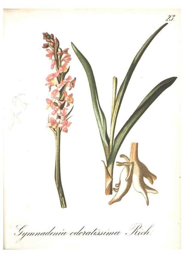 Reproducción/Reproduction 7348750946: Die Alpenpflanzen nach der Natur gemalt /. Prag :F. Tempsky,1879-1884.