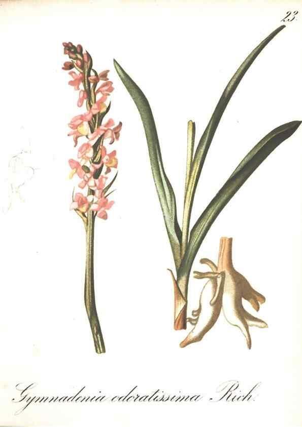 Reproducción/Reproduction 7348750946: Die Alpenpflanzen nach der Natur gemalt /. Prag :F. Tempsky,1879-1884.