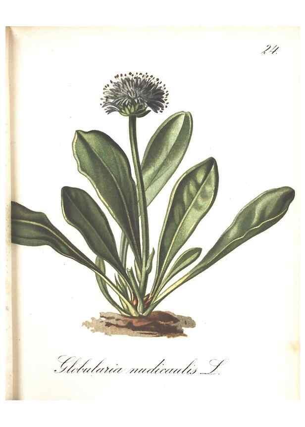 Reproducción/Reproduction 7348751664: Die Alpenpflanzen nach der Natur gemalt /. Prag :F. Tempsky,1879-1884.