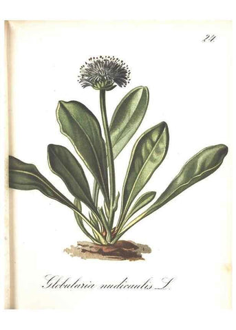 Reproducción/Reproduction 7348751664: Die Alpenpflanzen nach der Natur gemalt /. Prag :F. Tempsky,1879-1884.
