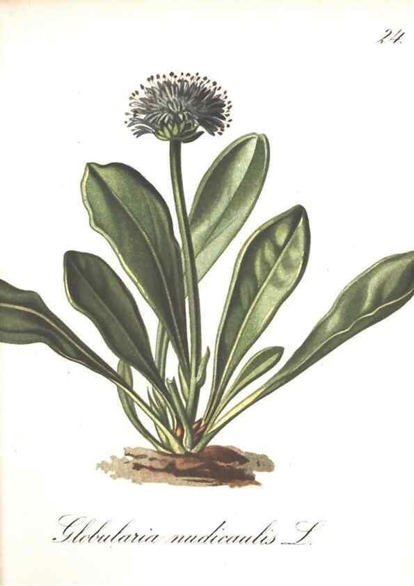 Reproducción/Reproduction 7348751664: Die Alpenpflanzen nach der Natur gemalt /. Prag :F. Tempsky,1879-1884.