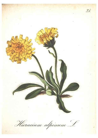 Reproducción/Reproduction 7163541413: Die Alpenpflanzen nach der Natur gemalt /. Prag :F. Tempsky,1879-1884.