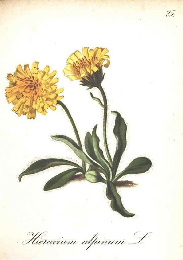 Reproducción/Reproduction 7163541413: Die Alpenpflanzen nach der Natur gemalt /. Prag :F. Tempsky,1879-1884.