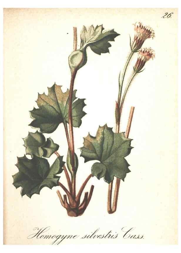 Reproducción/Reproduction 7163542149: Die Alpenpflanzen nach der Natur gemalt /. Prag :F. Tempsky,1879-1884.