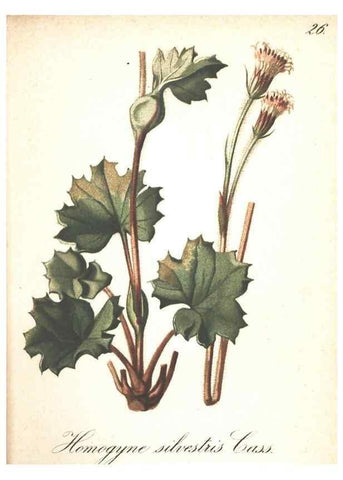 Reproducción/Reproduction 7163542149: Die Alpenpflanzen nach der Natur gemalt /. Prag :F. Tempsky,1879-1884.