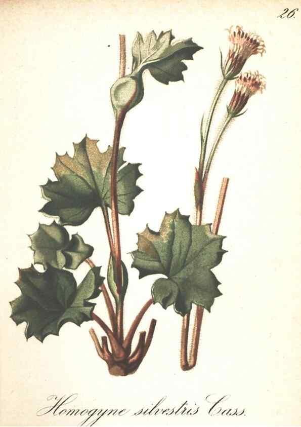 Reproducción/Reproduction 7163542149: Die Alpenpflanzen nach der Natur gemalt /. Prag :F. Tempsky,1879-1884.