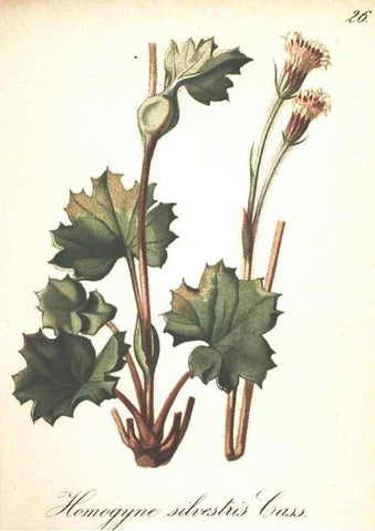 Reproducción/Reproduction 7163542149: Die Alpenpflanzen nach der Natur gemalt /. Prag :F. Tempsky,1879-1884.