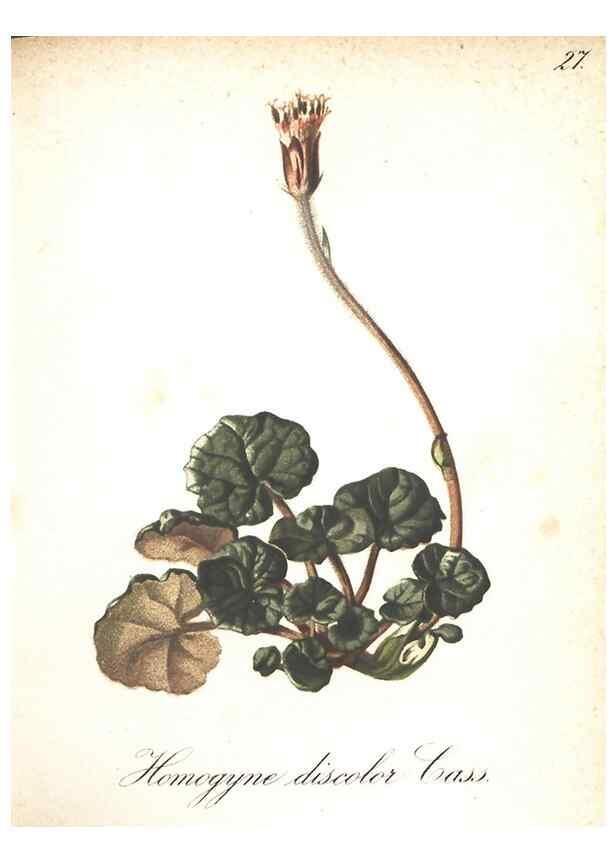 Reproducción/Reproduction 7348753538: Die Alpenpflanzen nach der Natur gemalt /. Prag :F. Tempsky,1879-1884.