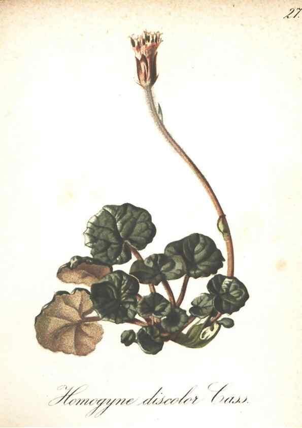 Reproducción/Reproduction 7348753538: Die Alpenpflanzen nach der Natur gemalt /. Prag :F. Tempsky,1879-1884.