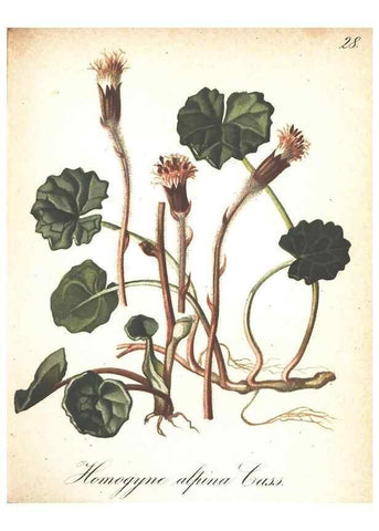 Reproducción/Reproduction 7163543997: Die Alpenpflanzen nach der Natur gemalt /. Prag :F. Tempsky,1879-1884.