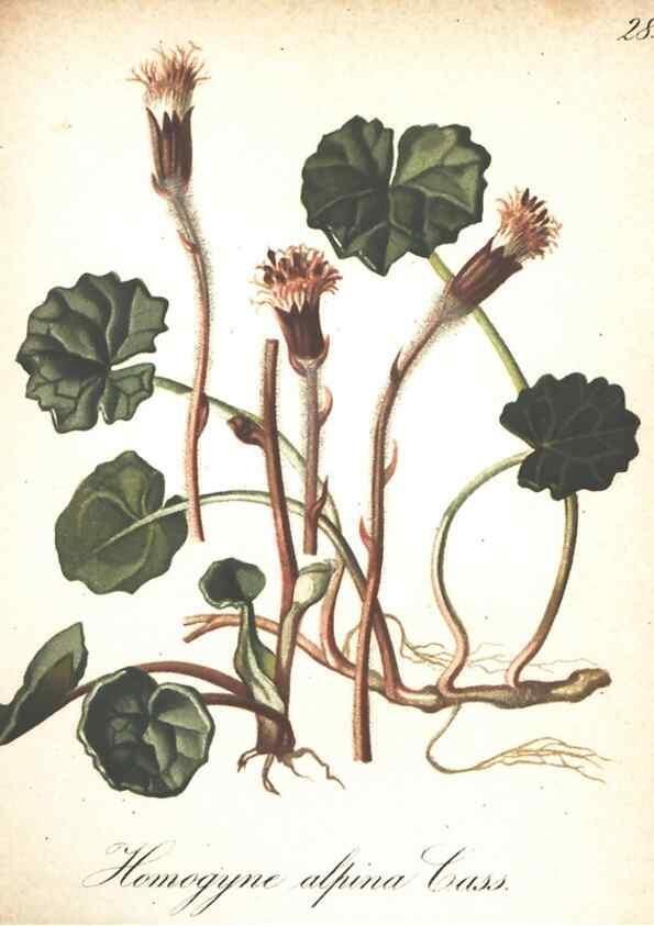 Reproducción/Reproduction 7163543997: Die Alpenpflanzen nach der Natur gemalt /. Prag :F. Tempsky,1879-1884.
