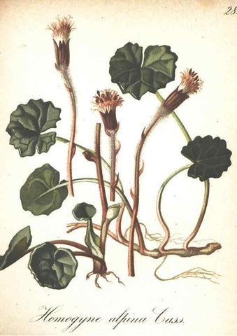 Reproducción/Reproduction 7163543997: Die Alpenpflanzen nach der Natur gemalt /. Prag :F. Tempsky,1879-1884.
